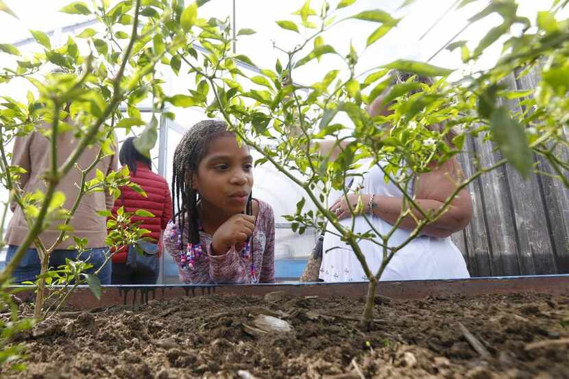 Tatiana Martínez, de 8 años, observa una de las plantas durante la apertura del una granja...