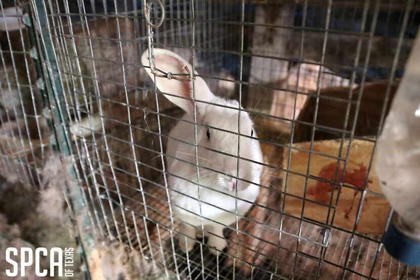 SPCA of Texas and Kaufman County officials rescued 452 rabbits from a shed Wednesday. 