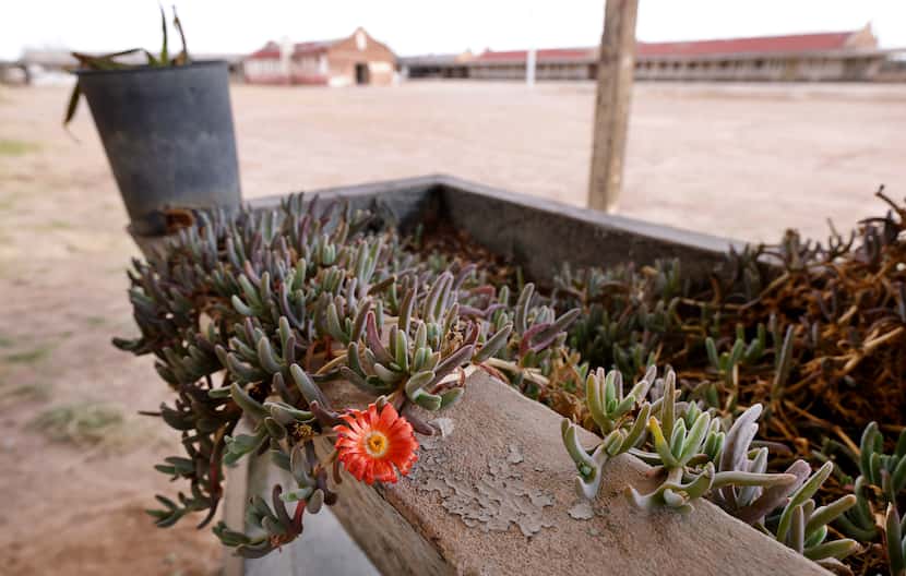 Succulent plants grew in a water trough at the Rio Vista Bracero Reception Center in Socorro...