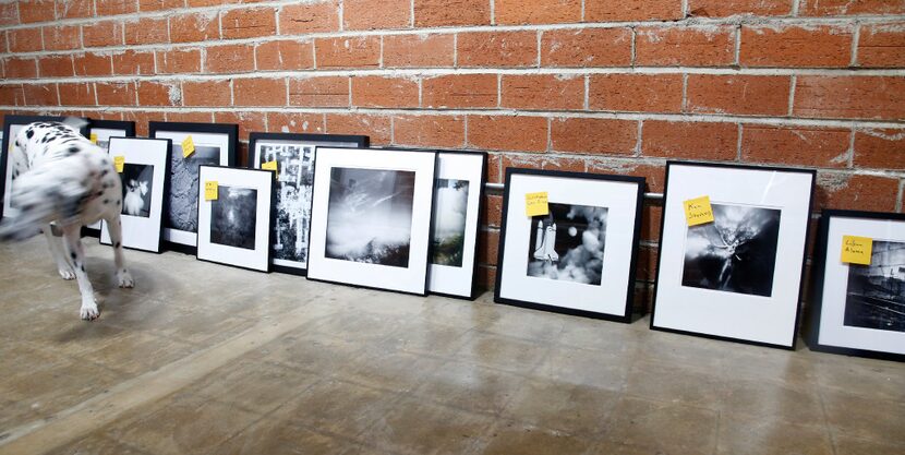 Maggie, owner Tammy Cromer's Dalmatian, strolls past photographs lined up and ready for...