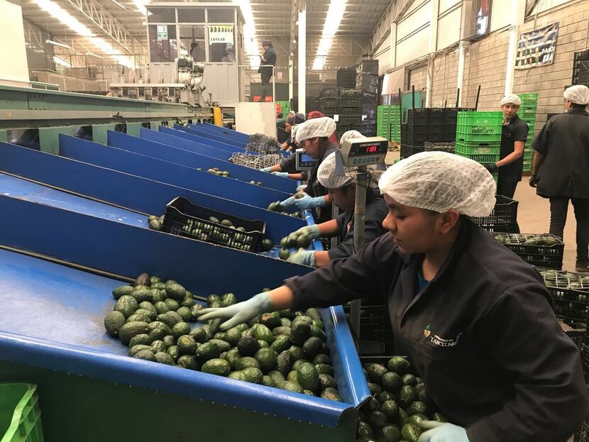 Workers sort avocados for domestic and international exports. About $1 million worth in...