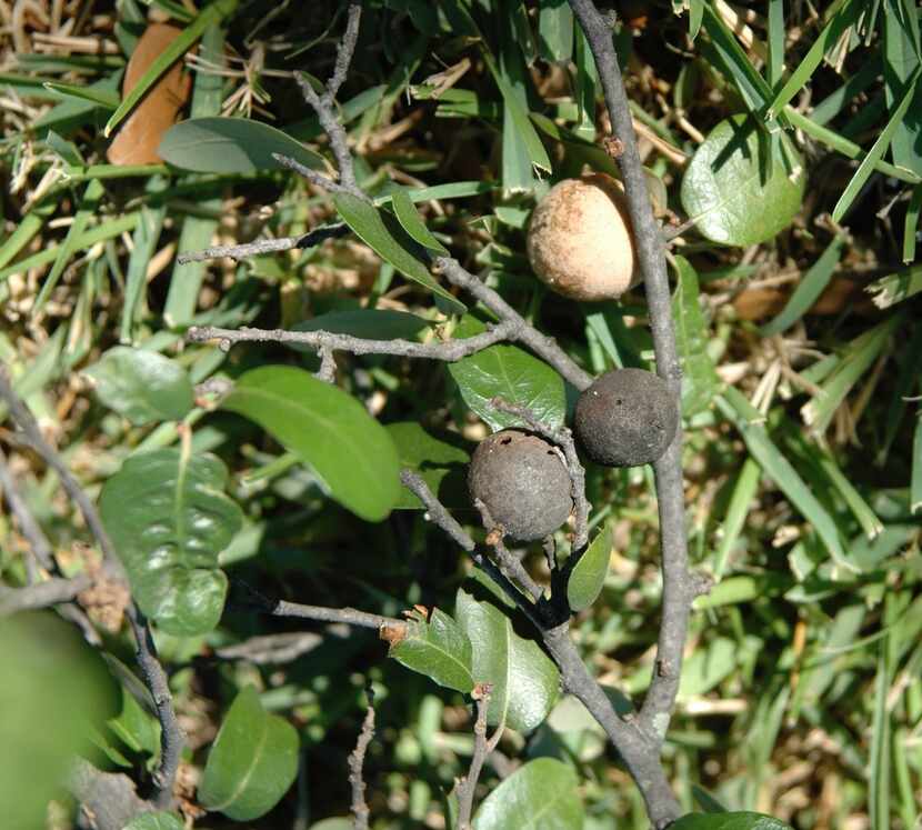 Hard mealy galls are common on stressed live oak trees.