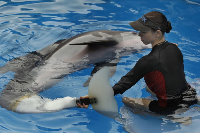 Winter the bottlenose dolphin, made famous in the movie "Dolphin Tale," is one of the...