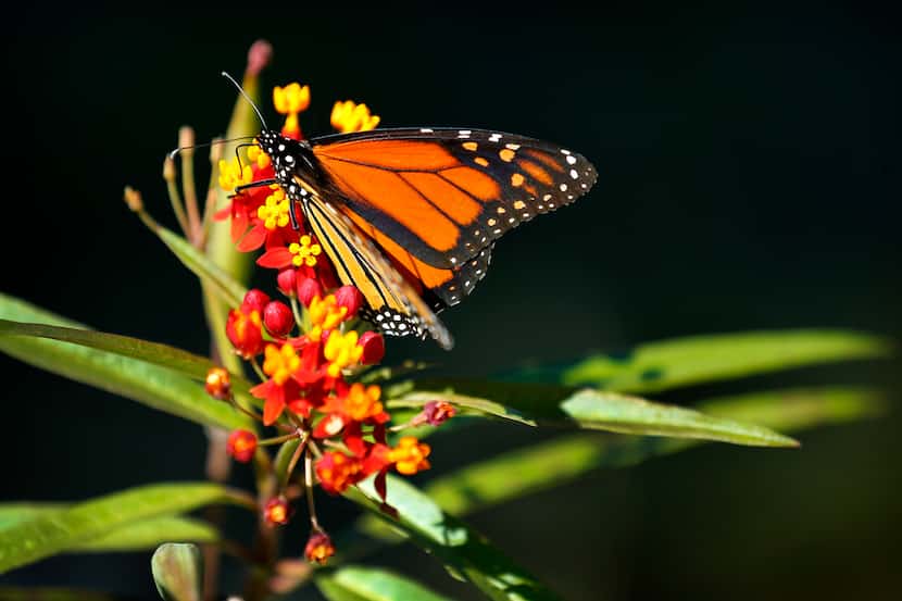 A monarch butterfly finds warmth in the sun on a cool morning at Klyde Warren Park in...