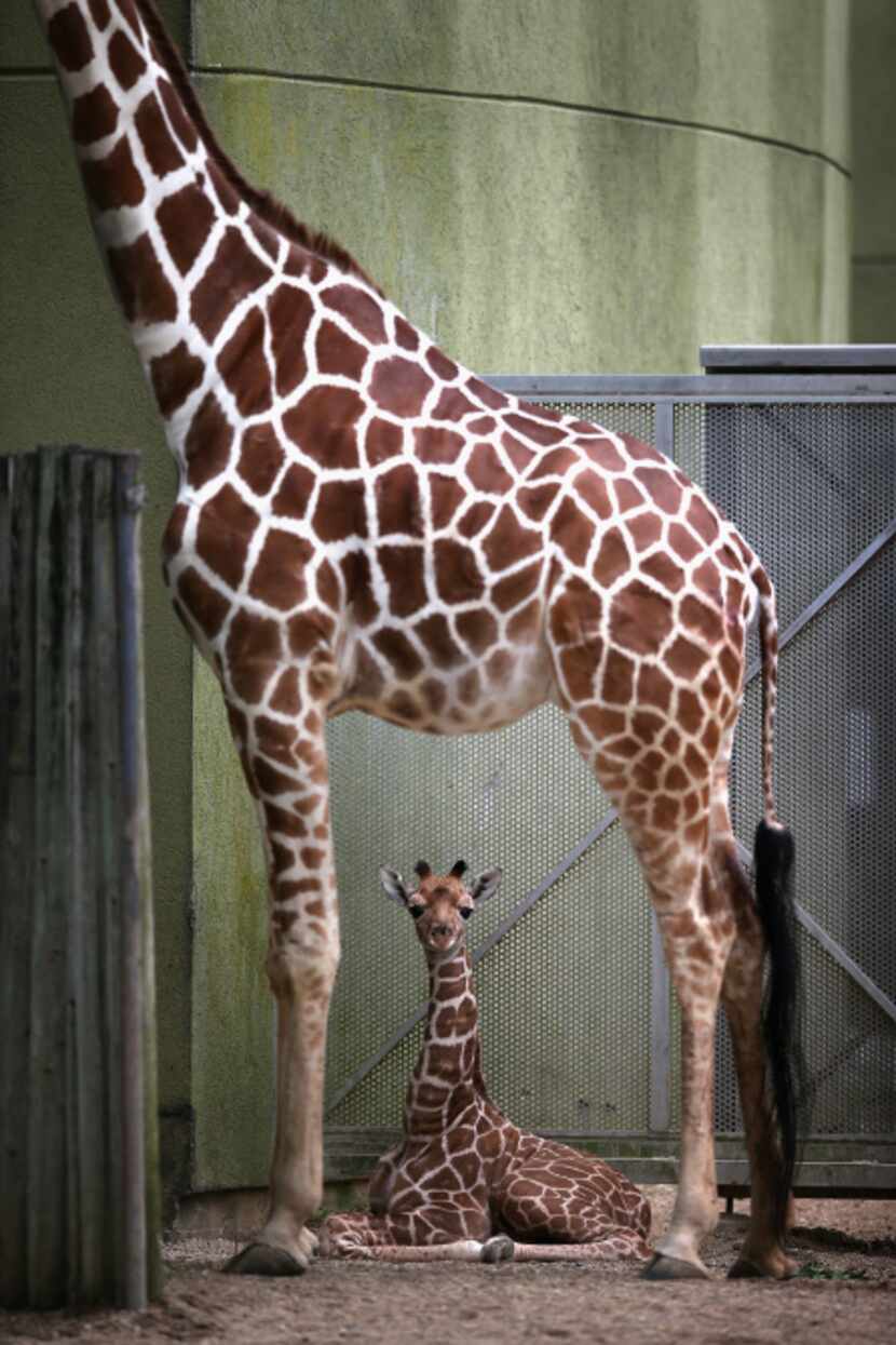 Jasiri, a seven-year-old giraffe, stands over her calf, born June 21, 2013, at Brookfield...