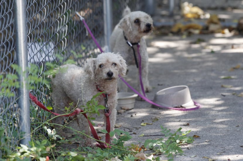 Two of three dogs left tethered by their owner were spotted during a call by Dallas Animal...