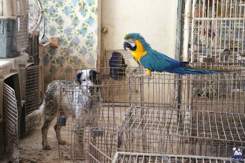  The macaw was found roaming the property along with an emaciated dog 