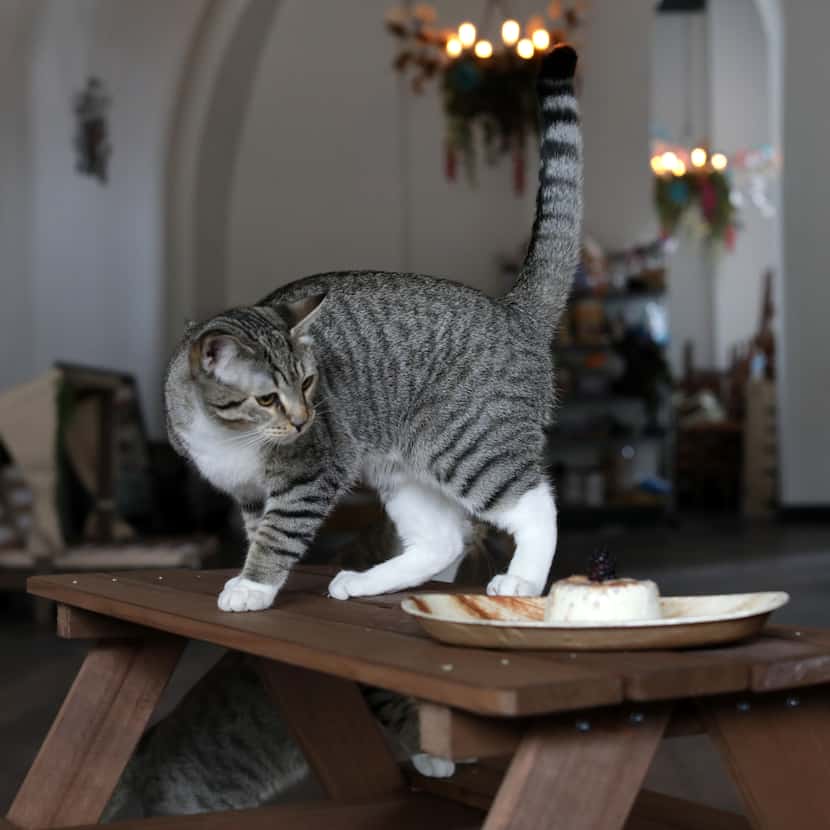One of the cats checks out the food and pet-sized furniture at The Pawtio on the Square.