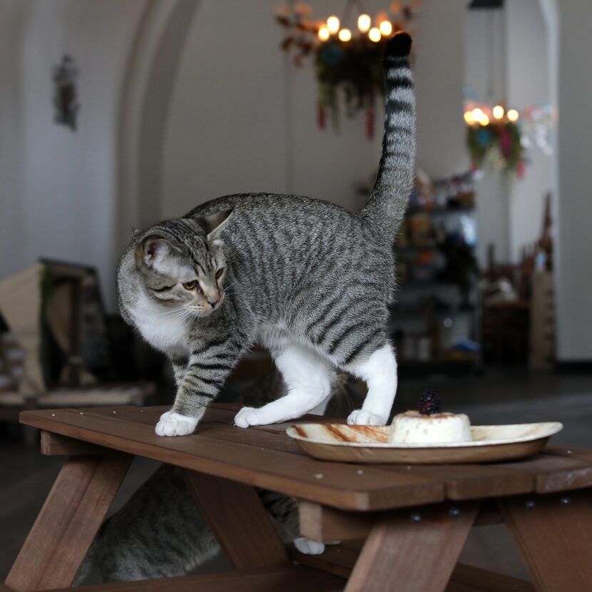 One of the cats checks out the food and pet-sized furniture at The Pawtio on the Square.