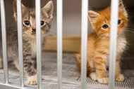 After dozens of kittens died with no explanation at the Weatherford Animal Shelter, an...