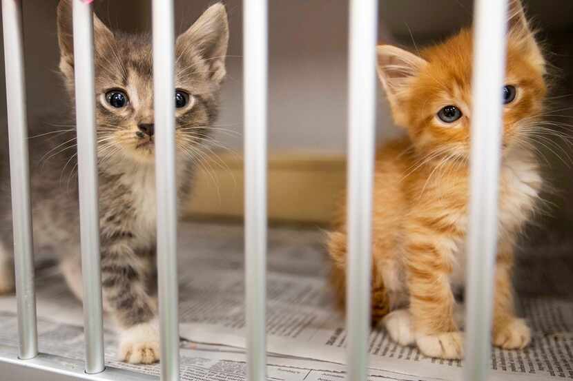 After dozens of kittens died with no explanation at the Weatherford Animal Shelter, an...