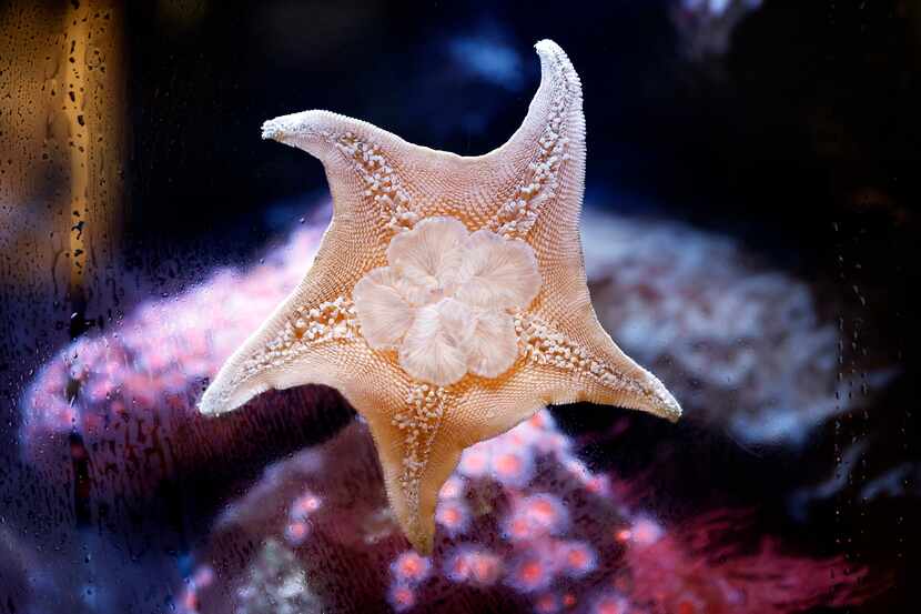 A starfish clings to the tank at The Children's Aquarium at Fair Park in Dallas, Friday,...