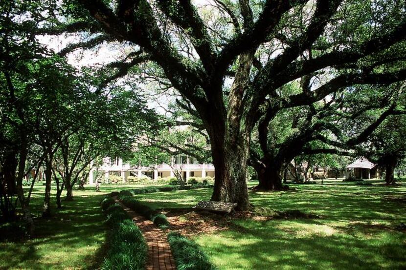 Live oak at Louisiana's Melrose Plantation.