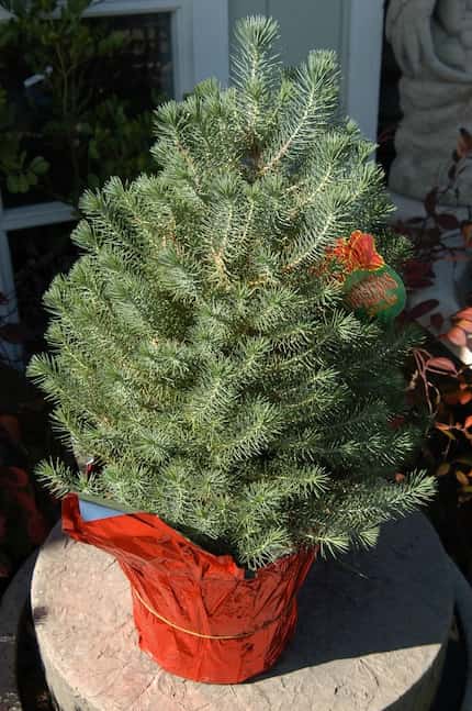 Italian stone pine can be purchased as potted plant.
