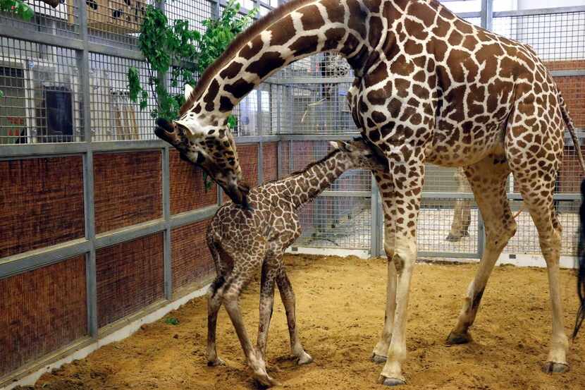Katie the mother giraffe cleans her newborn calf at the Dallas Zoo, , born Friday April 10,...