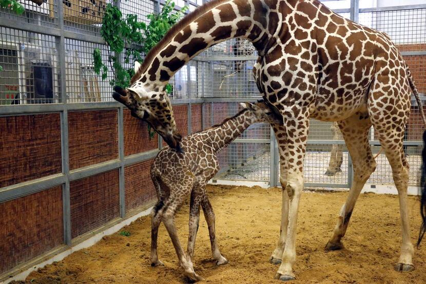 Katie the mother giraffe cleans her newborn calf at the Dallas Zoo, , born Friday April 10,...