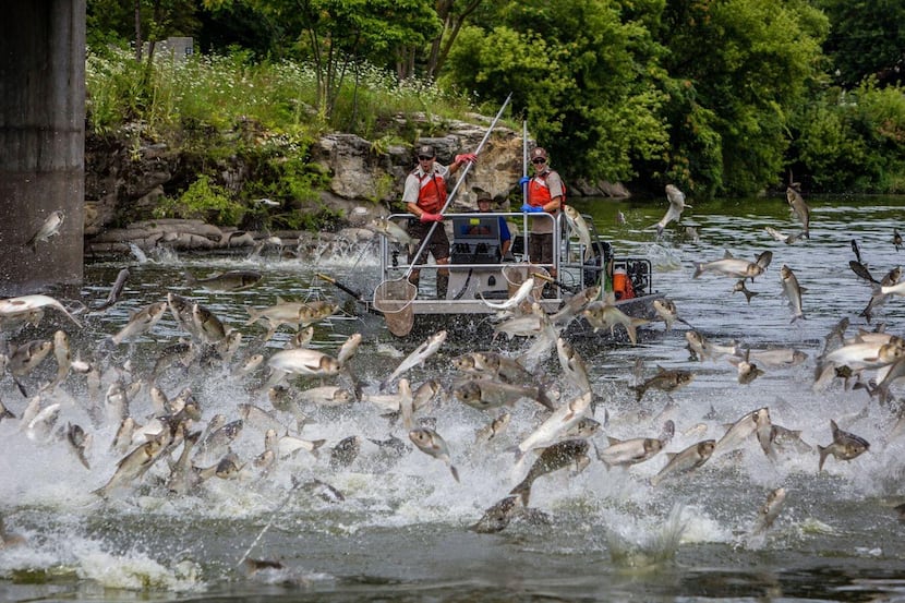 Invasive silver carp congregate in massive schools like this one captured on the Fox River,...
