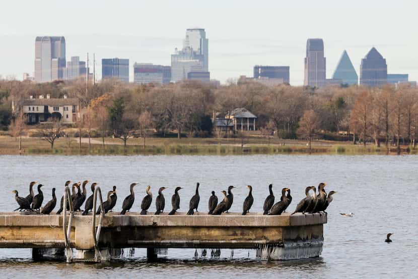 Cormorants sat along a frozen dock at White Rock Lake in Dallas on Saturday, Dec. 24, 2022.