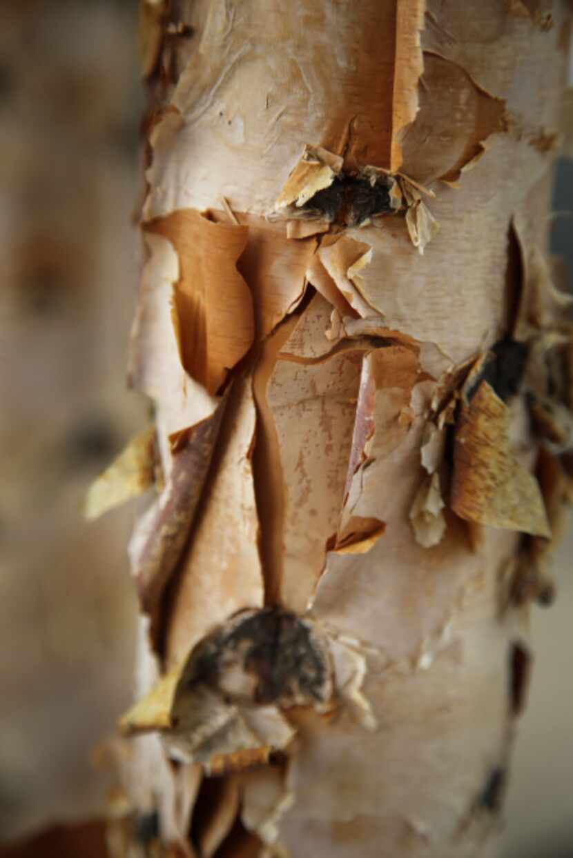 Peeling paper like on Birch tree trunk at Klyde Warren Park on October 22, 2012.