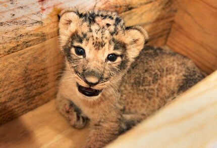 One of the two female cubs weighed 2.1 kilograms (about 4.6 pounds) after two weeks. 