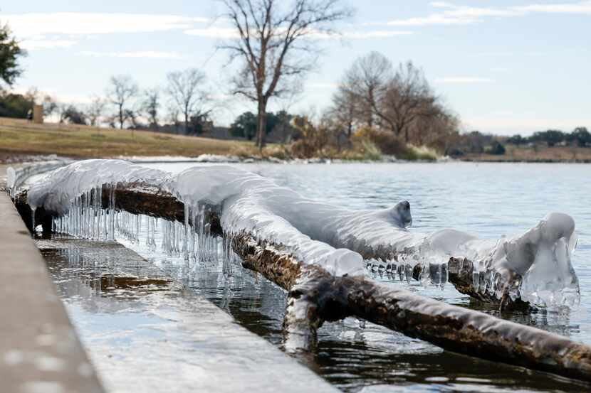 Ice covers a broken tree branch along the shore at White Rock Lake in Dallas.