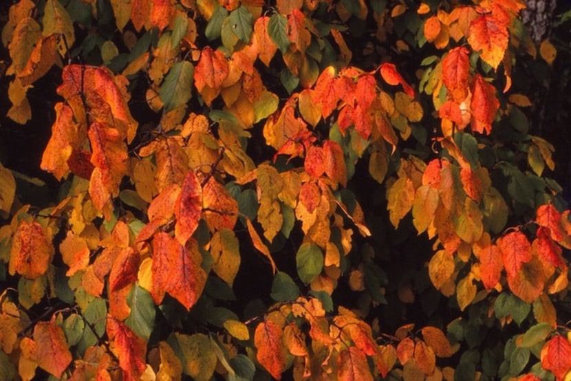 Mexican plum trees are graceful for sunny or shady residential gardens.