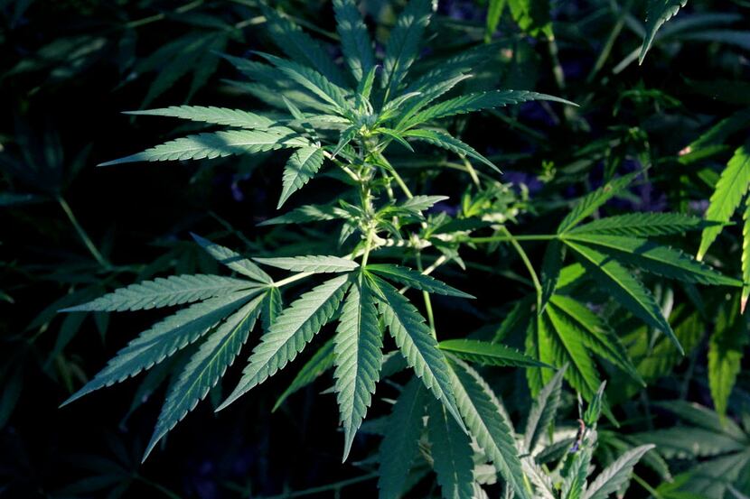 These marijuana plants were seized by police in Conroe, Texas on Wednesday, Aug. 21, 2013....