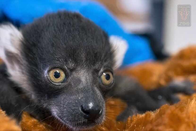 Four black-and-white ruffed lemurs were born at the Dallas Zoo in early March, the zoo...
