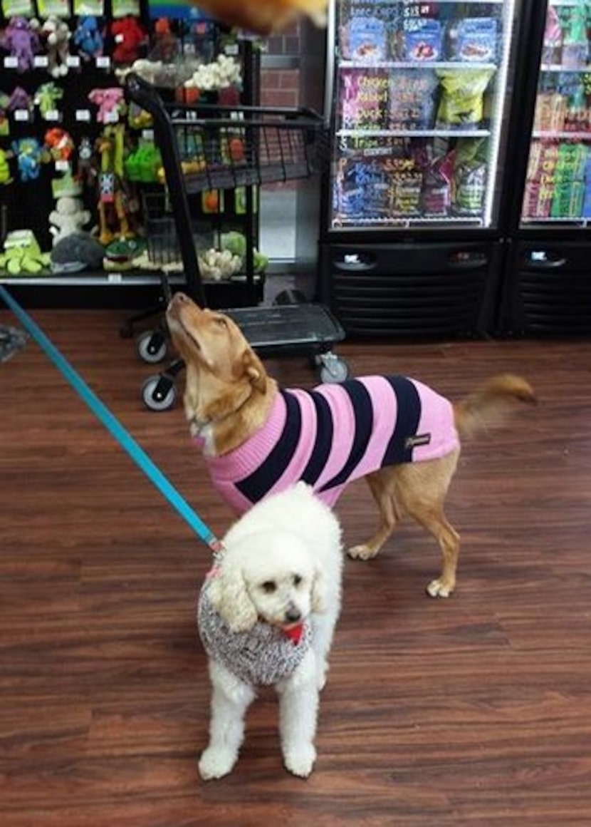 
AJ and Nala show off their new sweaters at the just-opened Hollywood Feed in McKinney.
