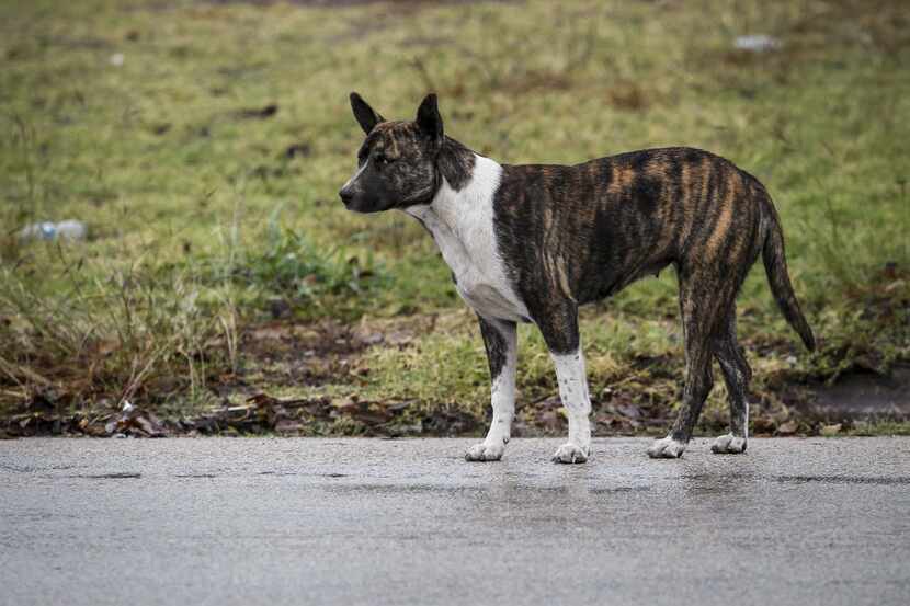 A stray dog stands along Pennsylvania Avenue in South Dallas.