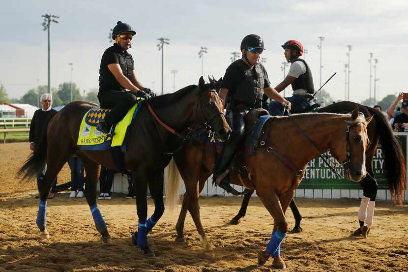 LOUISVILLE, KENTUCKY - MAY 02: Game Winner walks back to the barn after morning workouts in...