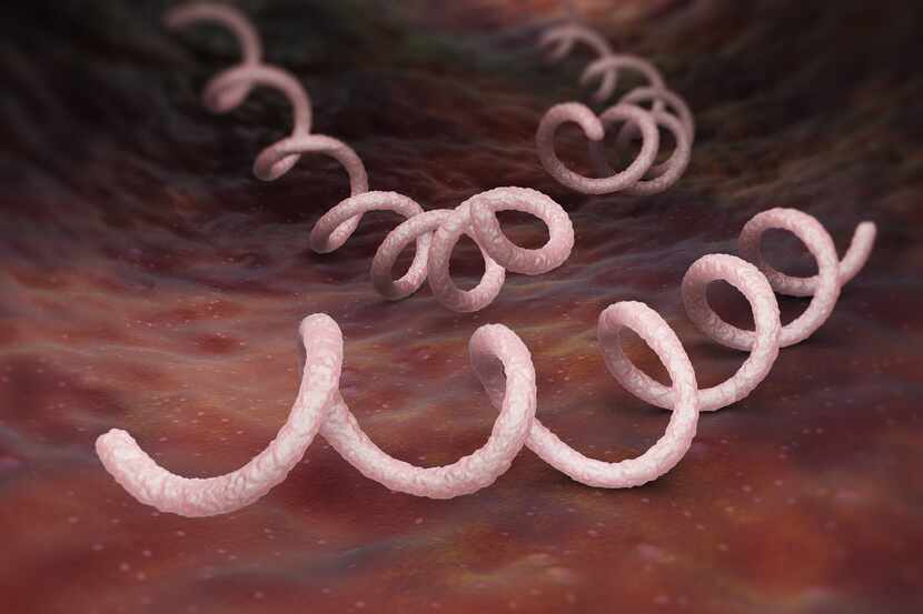 Syphilis is a sexually transmitted infection caused by the spirochete bacterium. The Centers...