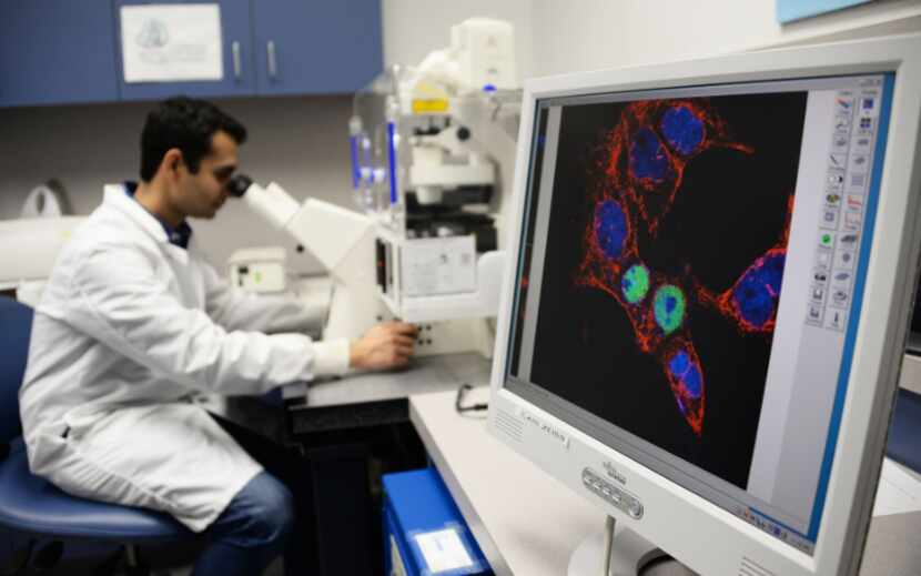 A researcher looks into a microscope with a screen displaying the contents.