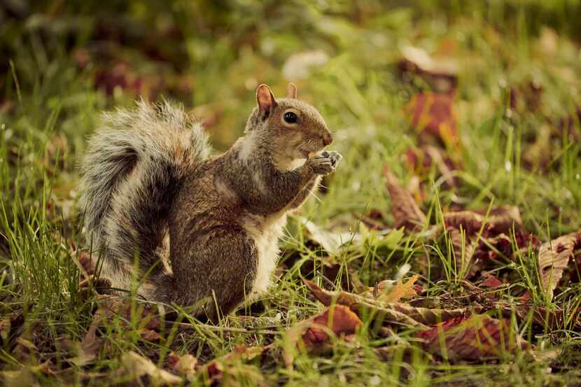 A squirrel eats a nut in Central Park in New York. A woman was removed from a Frontier...