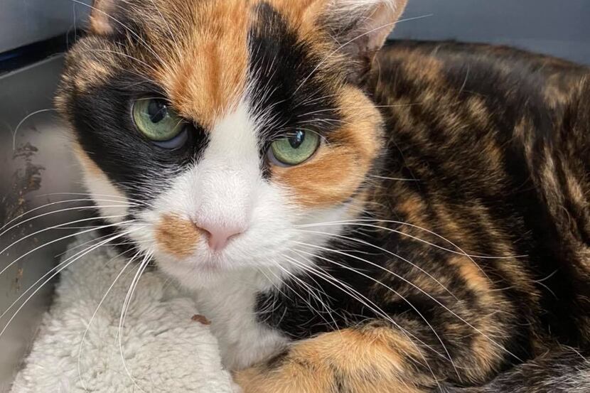 Boo is a 12-year-old calico, ready to be adopted at the Grapevine Animal Shelter.