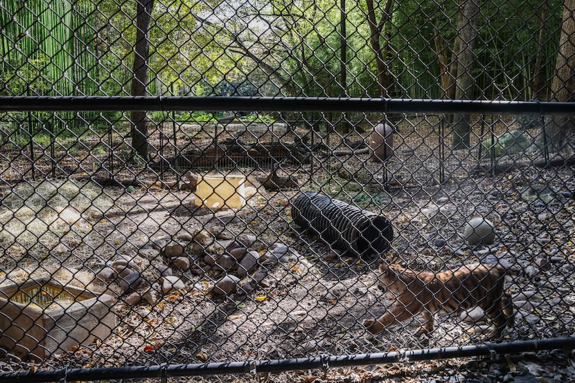 Sumini spends about three hours a day in a 60-foot run along the edge of her habitat. The...