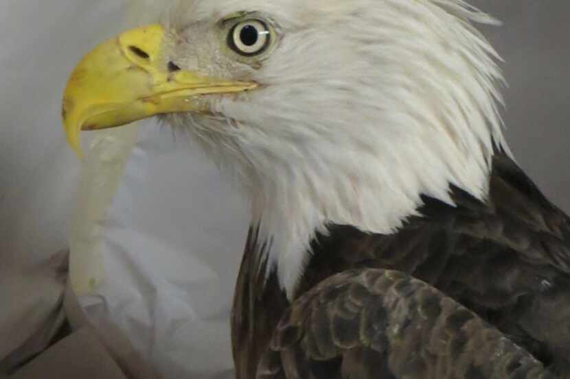 A bald eagle will spend several months at Rogers Wildlife Center in Hutchins. 