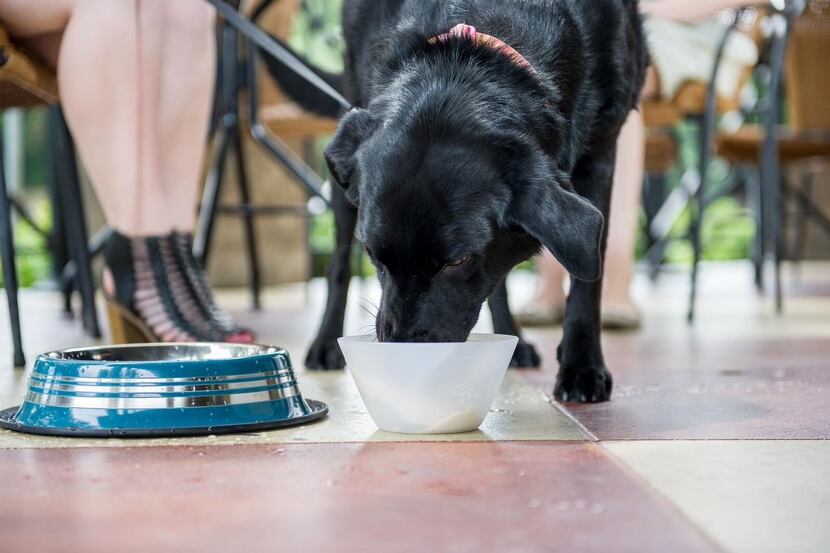 
BRAVO CUCINA ITALIANA  will offer doggy dishes  during Saturday brunch, including salmon...