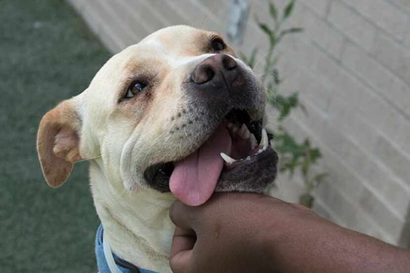 Mona was one of the dogs available this month for adoption through Dallas Animal Services.