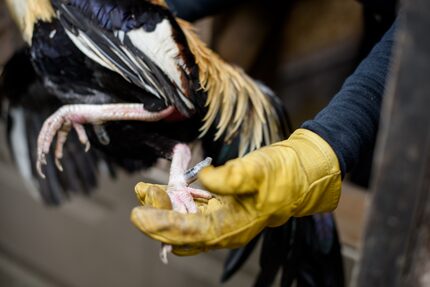 Officials seized gaffs and knives, which are attached to the roosters during fights.