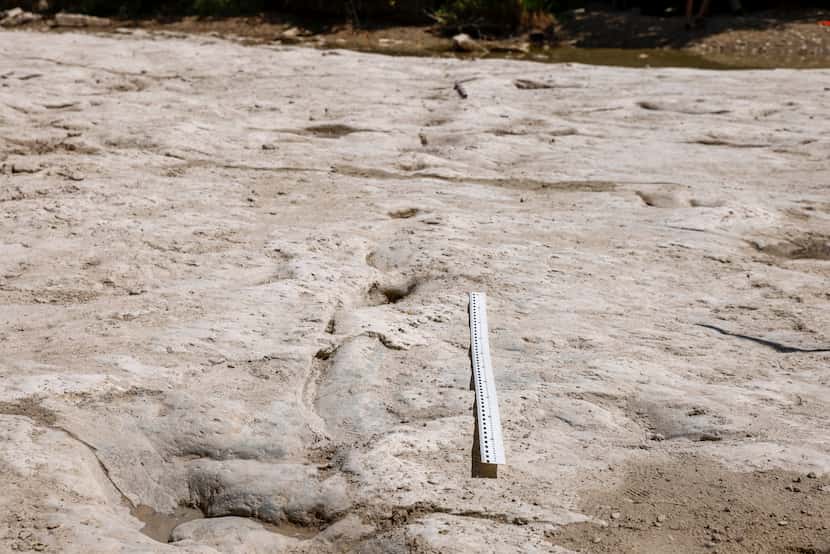 A yardstick lays next to a series of tracks that, according to dinosaur track researcher...