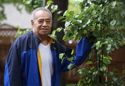 Louniutaha "Niu" Siale, 79, tends to a pear tree in his garden at his Euless home. 