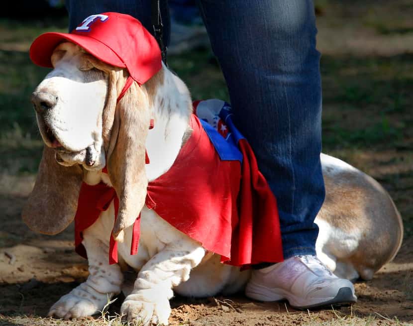 
Brenda Roden’s Cool Hand Luke watched the howling contest at a previous Basset Hound...