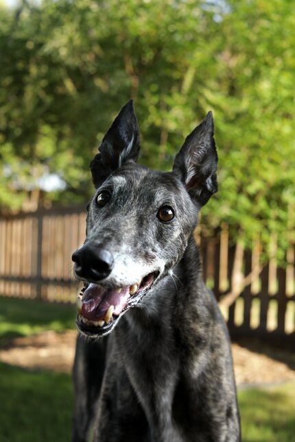 Greyhound Dolce Gambino is a good boy, in every sense. 