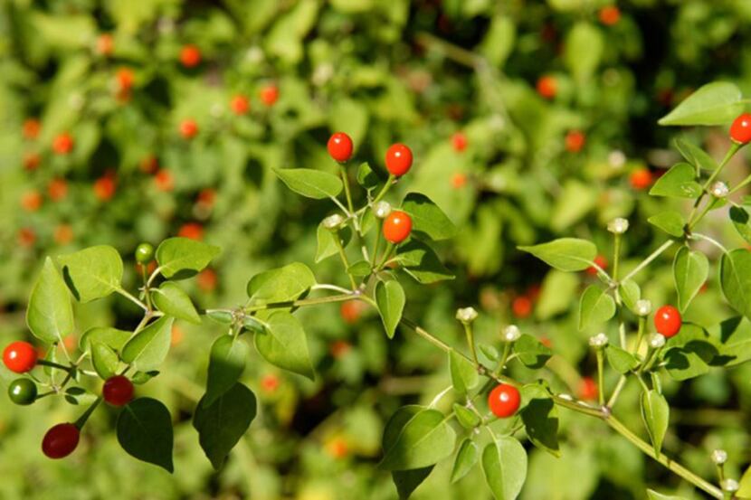 Chile pequin,  or Texas bird pepper, is easy to propagate from stem cuttings.