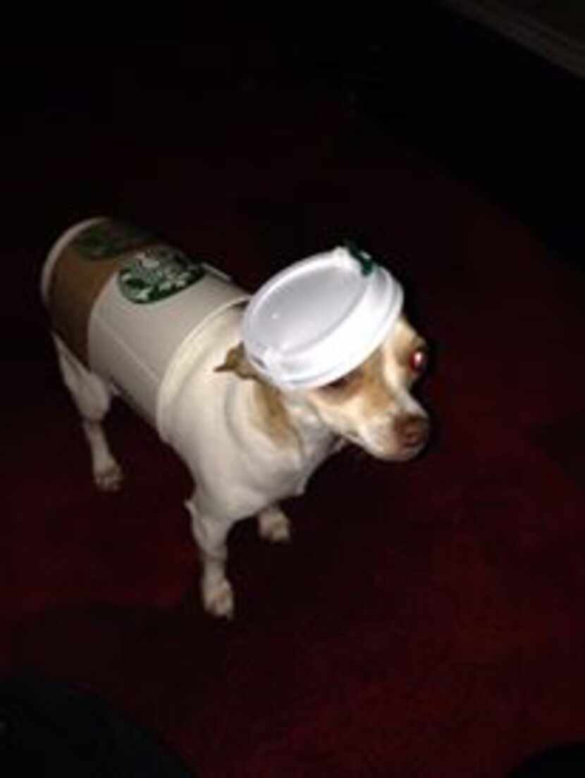 Chihuahua Simon, here, is a Chi(huahua) Latte! He adopted his family on Aug. 13, 2013 and...