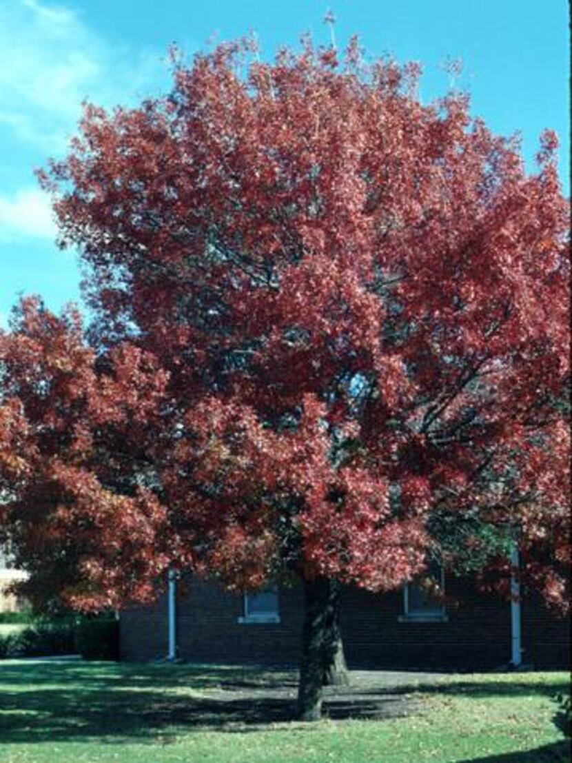 A Shumard red oak in the fall after the leaves turn.