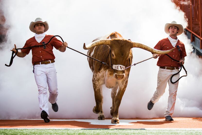Texas Longhorns mascot Bevo enters the field before a college football game between Baylor...