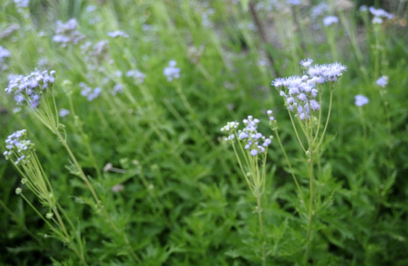 Gregg mistflower, a native Eupatorium, blooms until frost and provides nectar for butterflies.