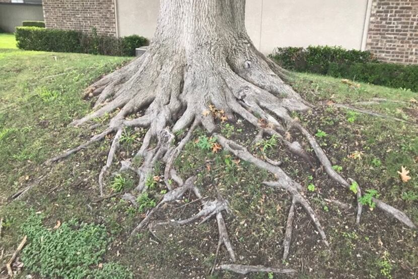Like this large red oak growing on top of a berm, trees can't be planted too high. They love...